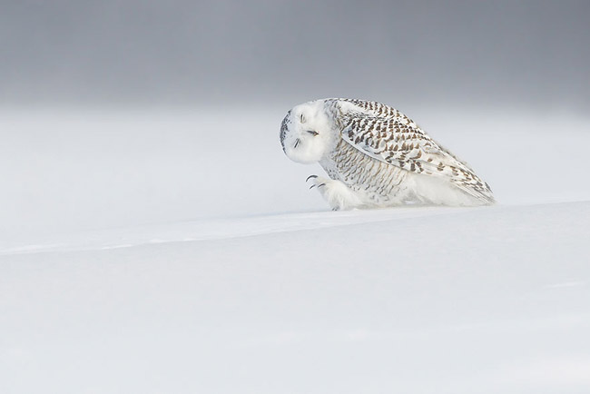 Against The Wind, Canada