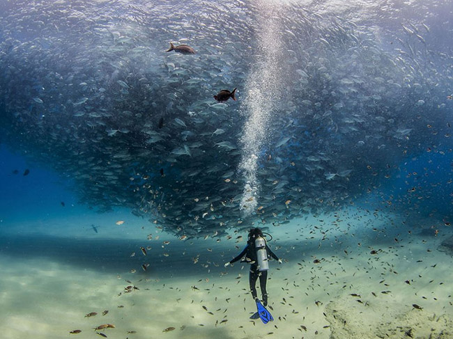 All The Fish In The Sea, Cabo Pulmo