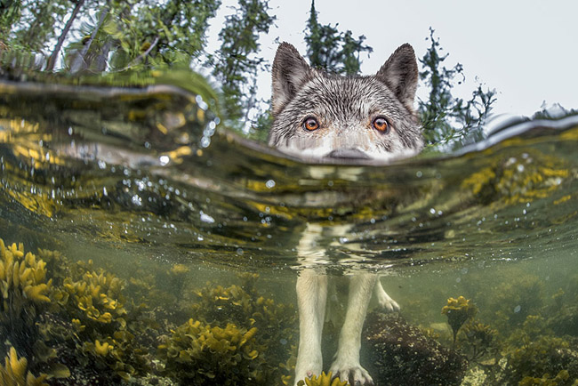 Something’s Fishy, British Columbia Coast, Canada