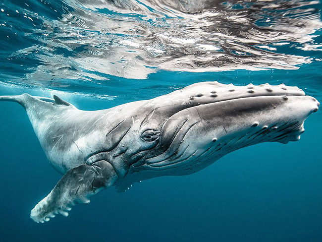 Big Baby, Tonga