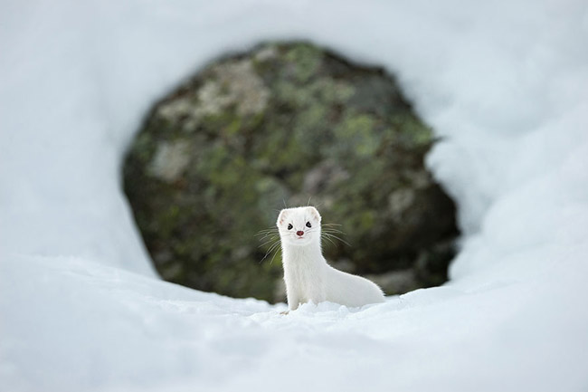 Winter White, Gran Paradiso National Park, Italy