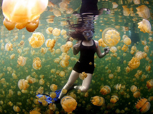 Yellow Jellies, Rock Islands Of Palau