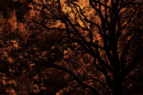 Halloween Desktop Wallpapers - Halloween Night