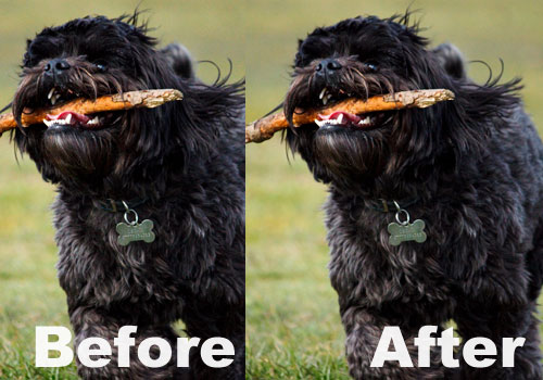 Doggie in 35 Fantastic Photo Retouching Tutorials