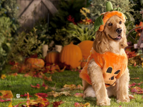 Dog in Halloween Special: 40 Spooky Wallpapers