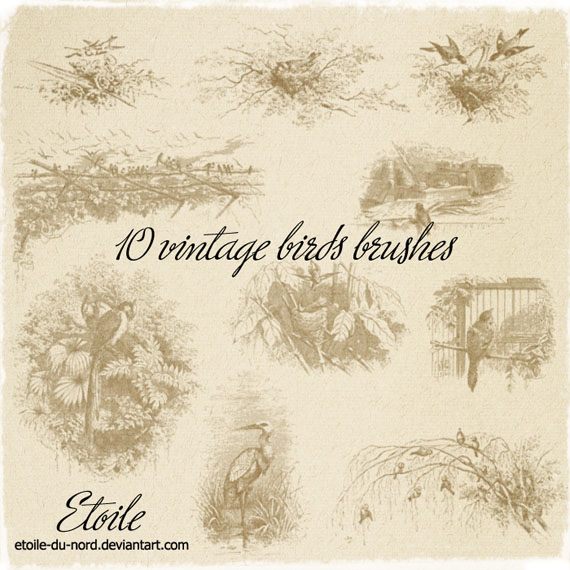10_vintage_birds_brushes_by_etoile_du_nord-d33v2r5