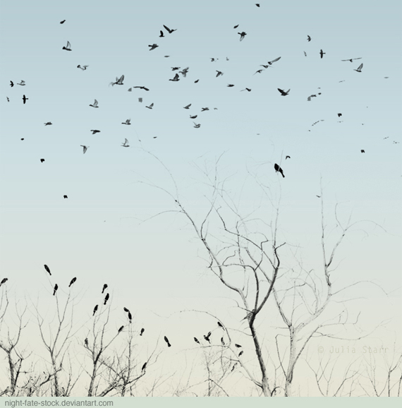 Bird_brushes_by_night_fate_stock-d32fs6y