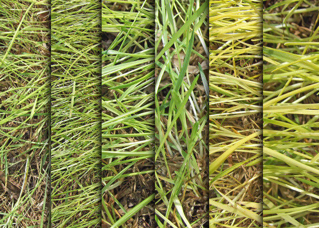 Grass Texture Pack of 6