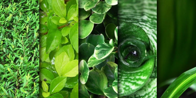 Green leaves texture pack