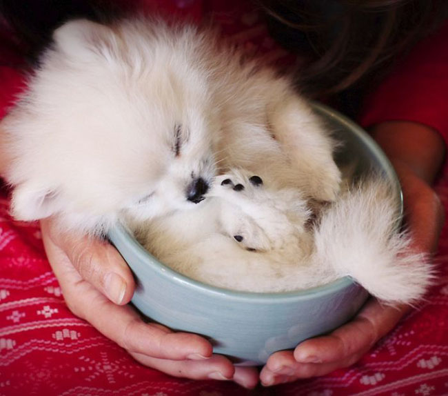 Cute Animals In Cups