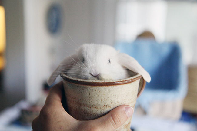 Cute Animals In Cups