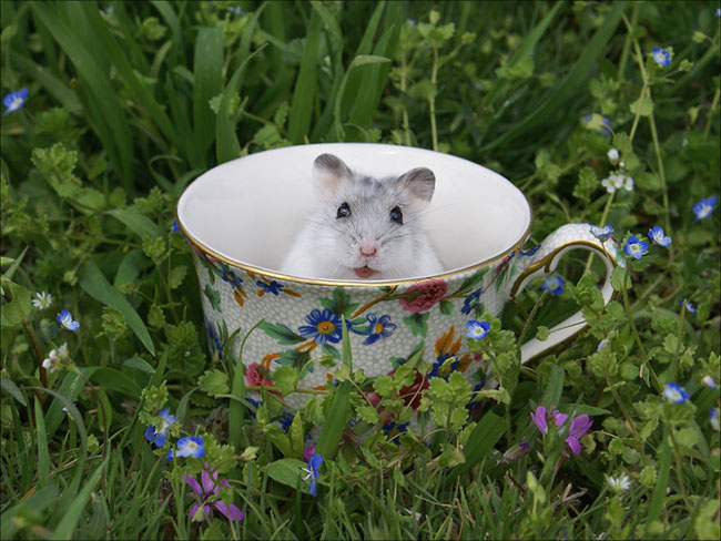 Cute Animals In Cups