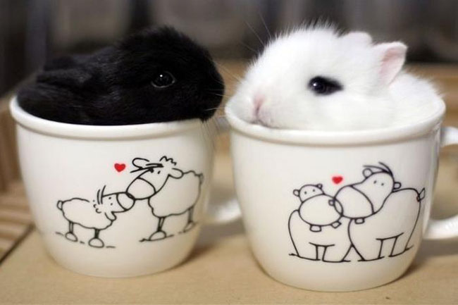 Cute Animals In Cups