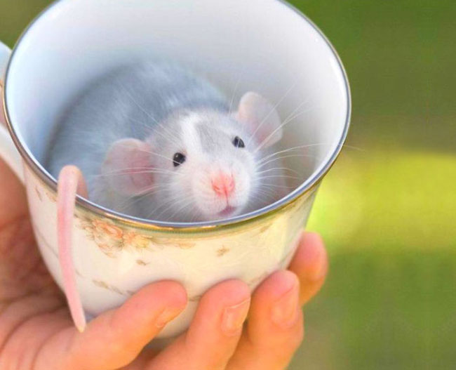 Cute Animals In Cups