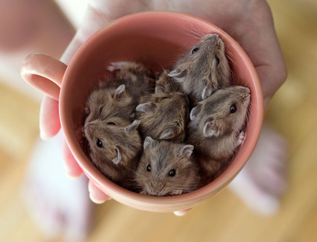 Cute Animals In Cups