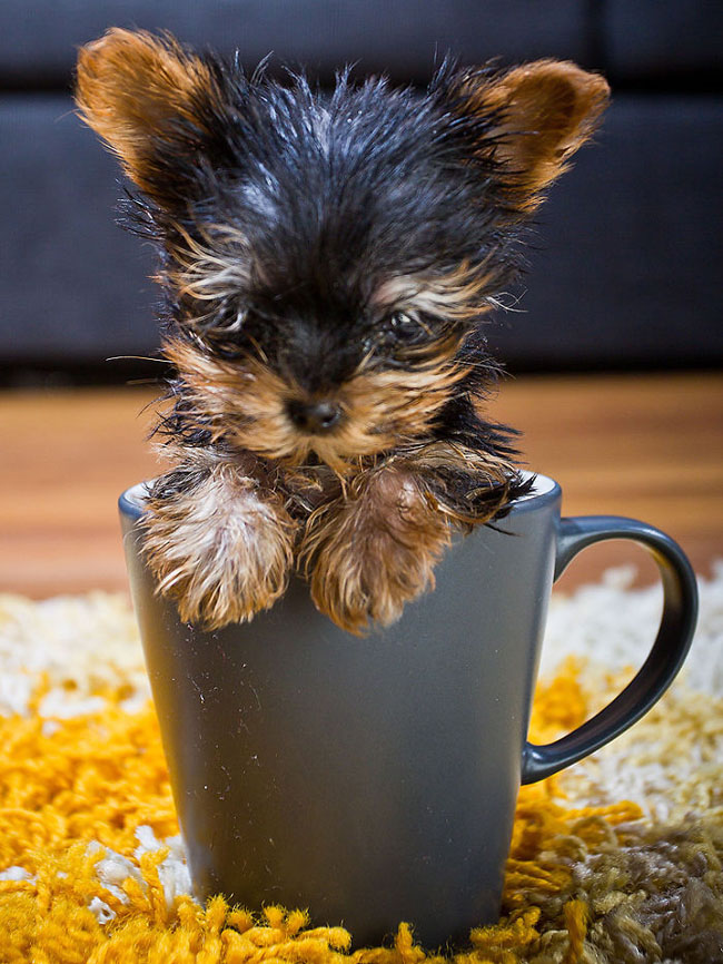 Cute Animals In Cups