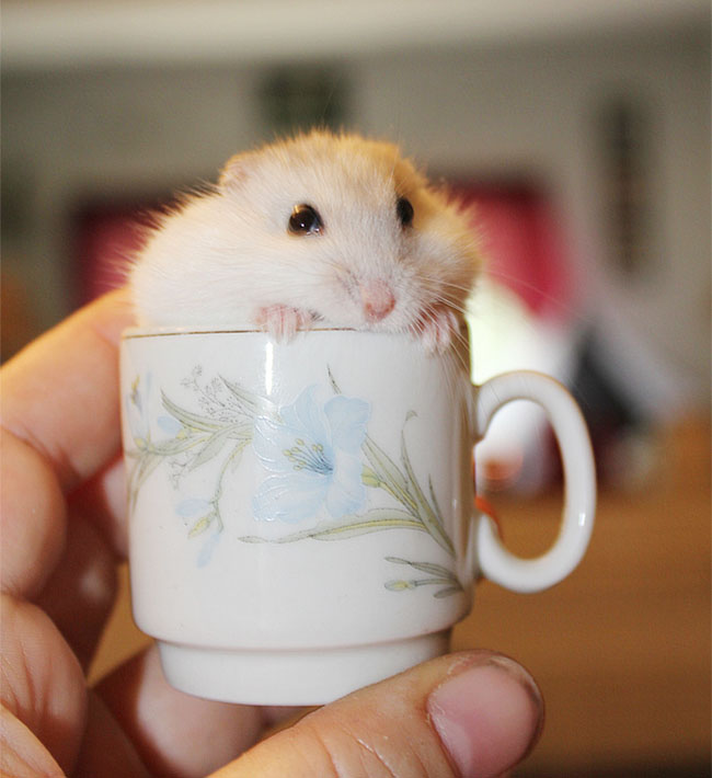 Cute Animals In Cups