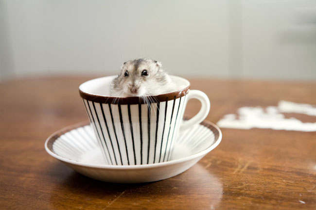 Cute Animals In Cups