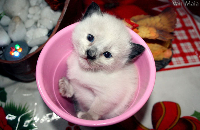 Cute Animals In Cups