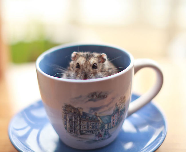 Cute Animals In Cups