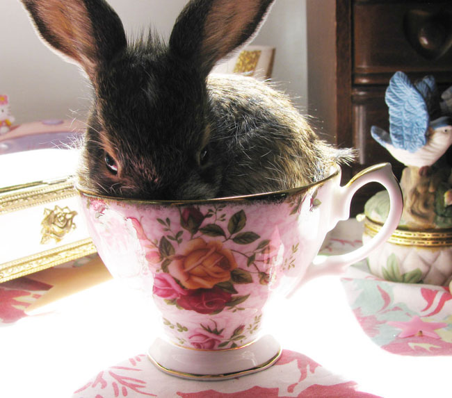 Cute Animals In Cups