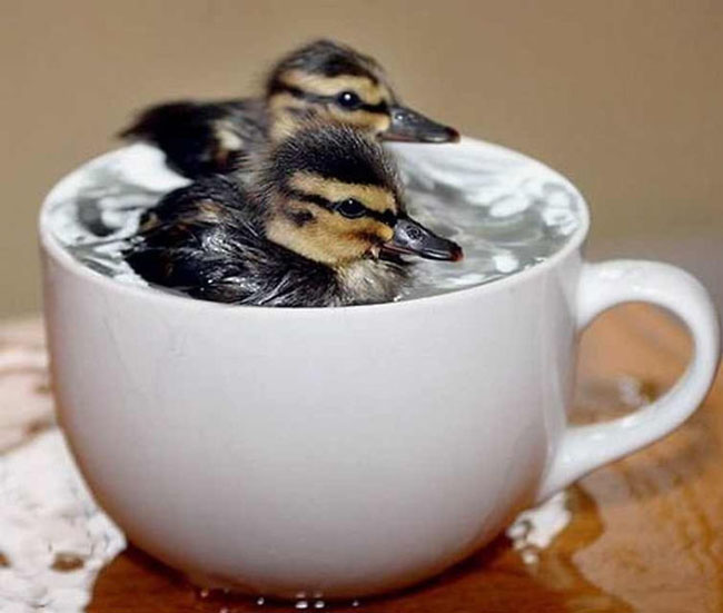 Cute Animals In Cups