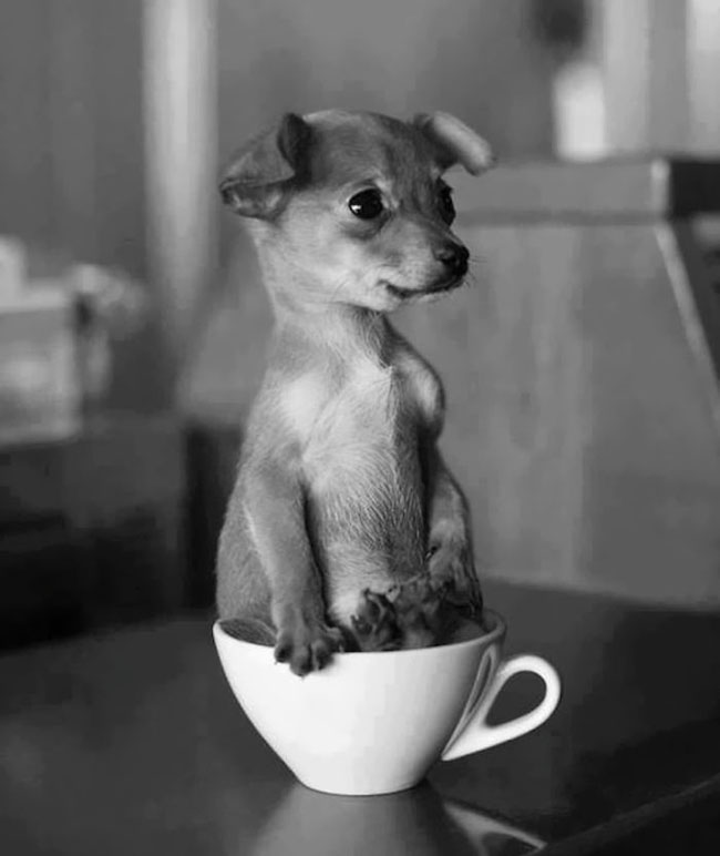 Cute Animals In Cups