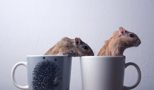 Cute Animals In Cups