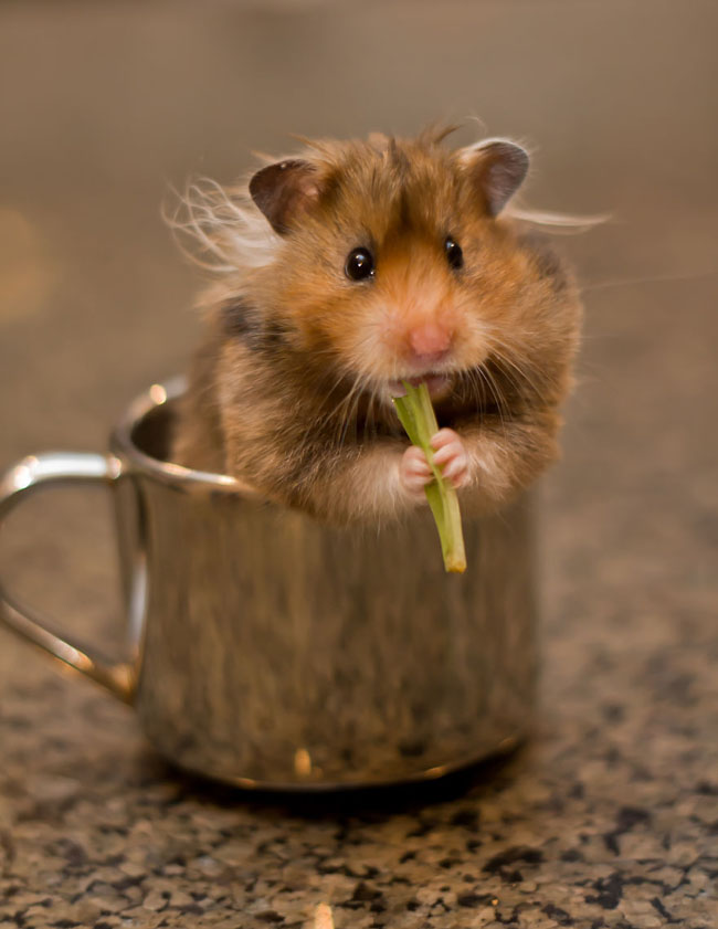 Cute Animals In Cups