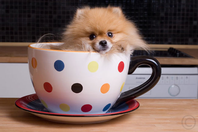 Cute Animals In Cups