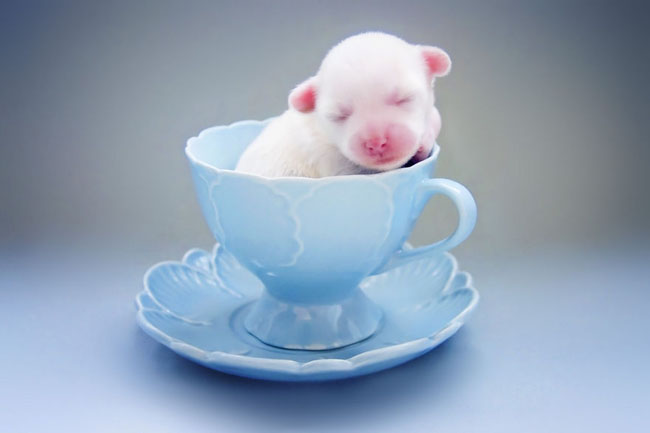 Cute Animals In Cups