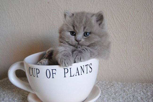 Cute Animals In Cups