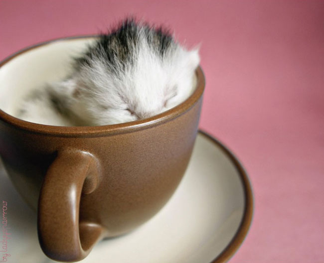 Cute Animals In Cups