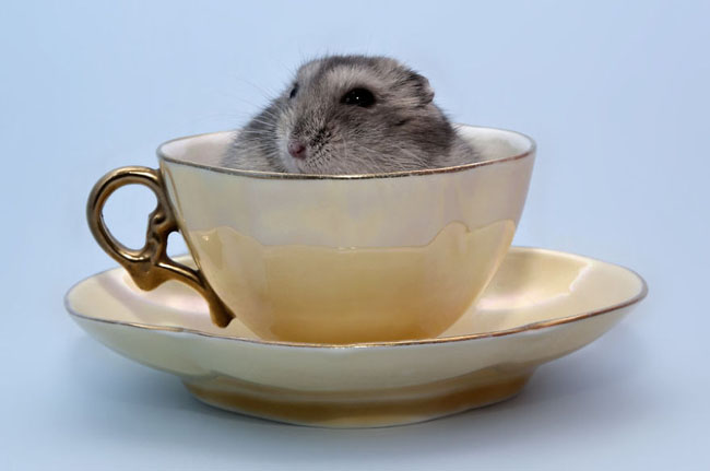 Cute Animals In Cups