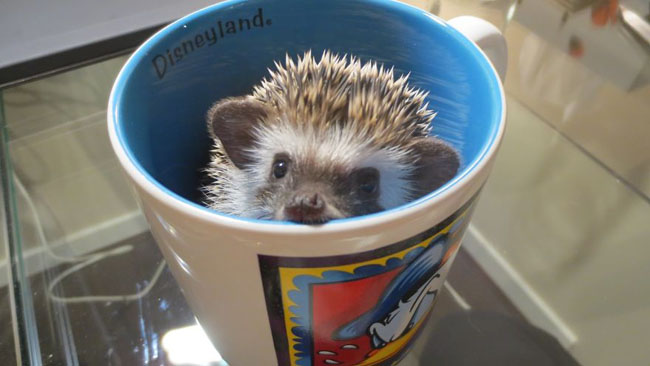 Cute Animals In Cups