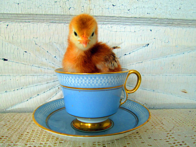 Cute Animals In Cups