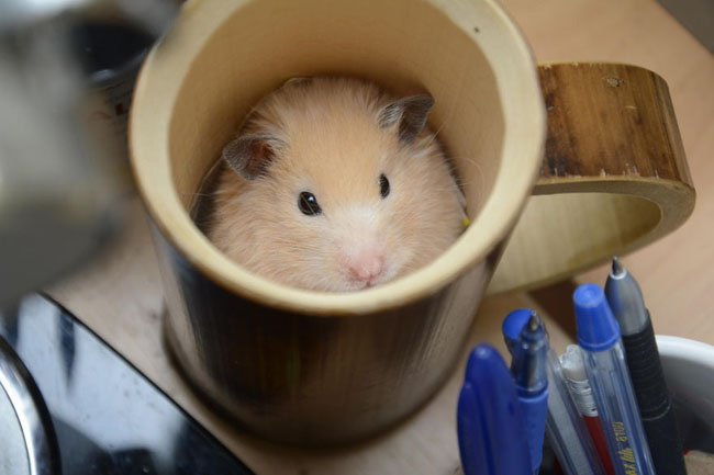 Cute Animals In Cups