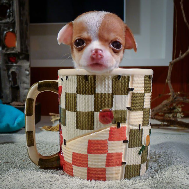 Cute Animals In Cups