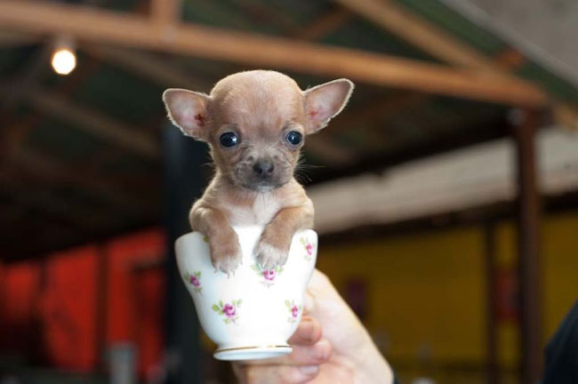 Cute Animals In Cups