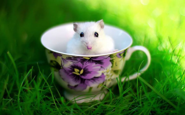 Cute Animals In Cups