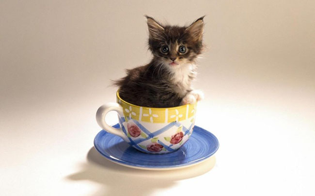 Cute Animals In Cups