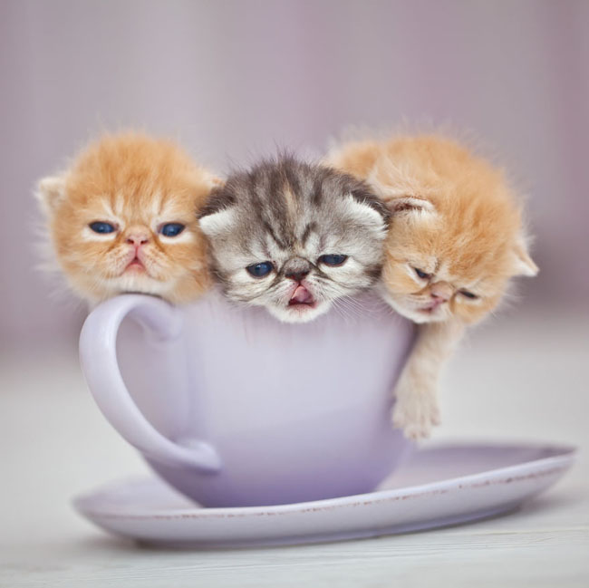 Cute Animals In Cups