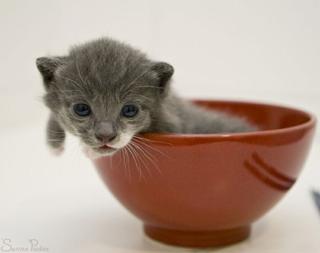 Cute Animals In Cups