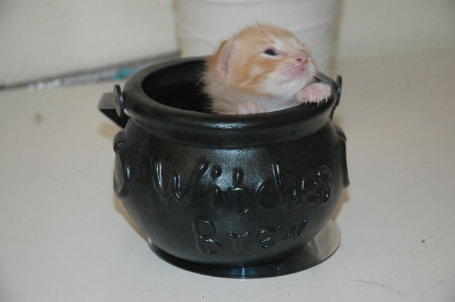 Cute Animals In Cups